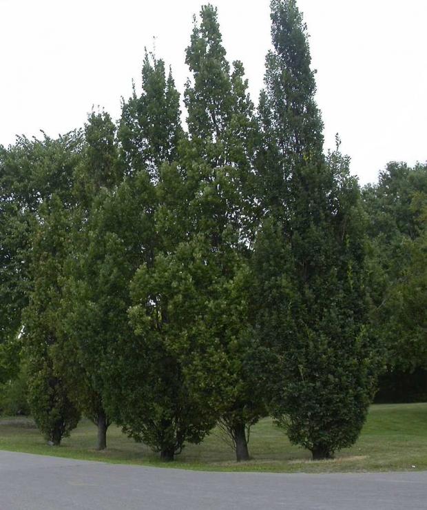 Quercus robur 'Fastigiata'