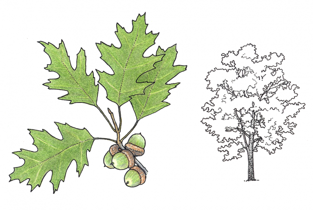 Quercus rubra (anc. Q. borealis)