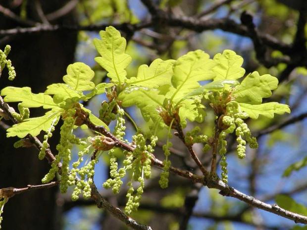 Quercus sp.