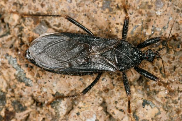 Reduvius personatus, Québec, Canada.