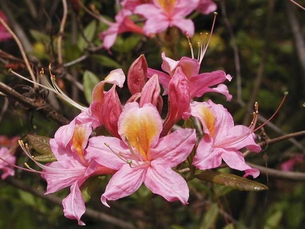 Rhododendron 'Fanny'