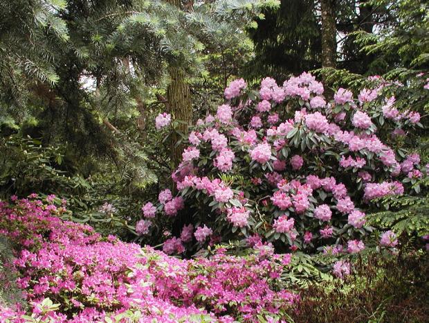 Rhododendron 'Fundy'.
