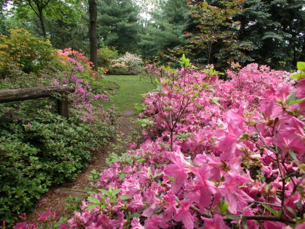 Le Jardin Leslie-Hancock abrite la collection de rhododendrons et d'azalées du Jardin botanique.