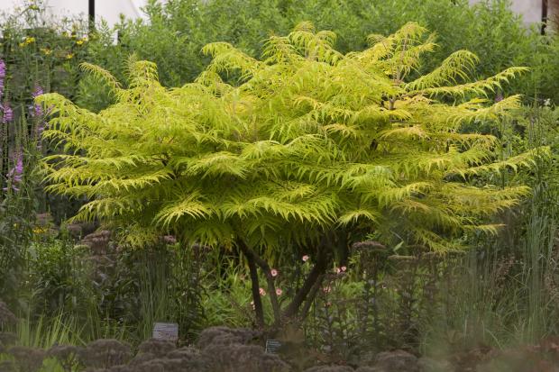 Rhus hirta 'Bailtiger'