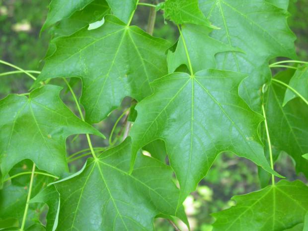  Acer saccharum