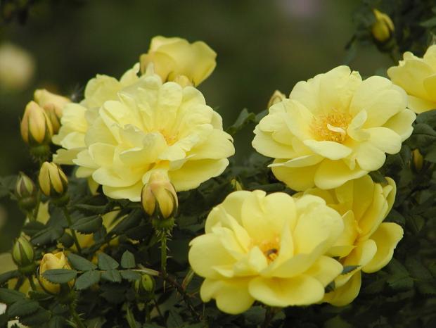 Rosa 'Hazeldean'.