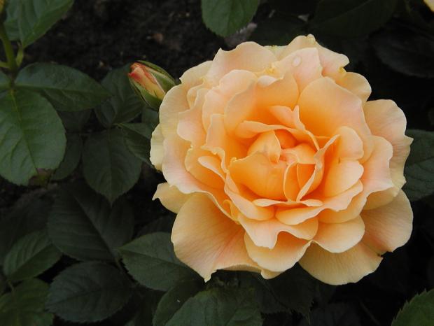 Rosa 'Easy Going'.