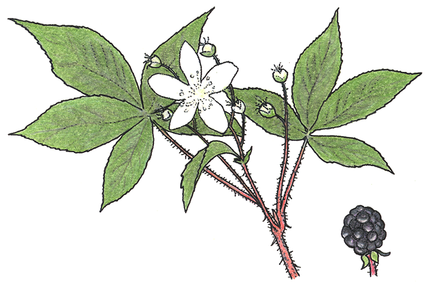Rubus alleghaniensis