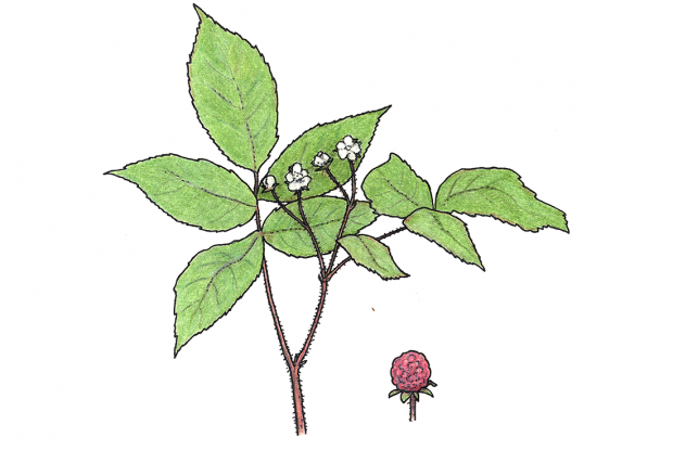 Rubus idaeus