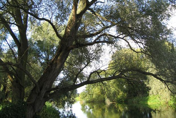 Salix alba