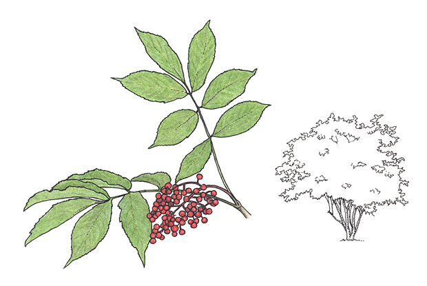 Sambucus pubens
