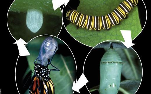Life cycle