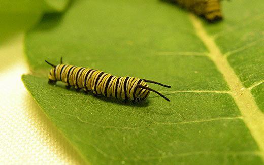 4th instar caterpillar