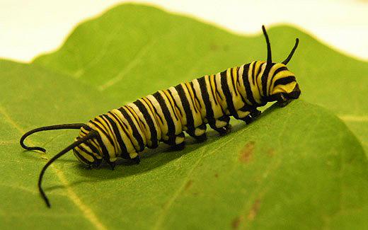 5th instar caterpillar