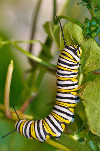 Fully grown caterpillar