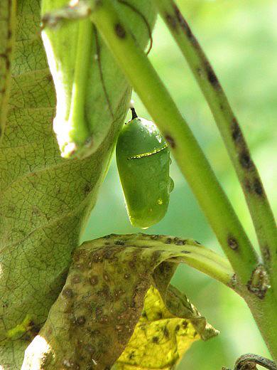 Chrysalide camouflée dans la végétation