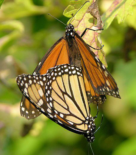 Pair mating