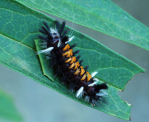 Milkweed tiger moth, last instar