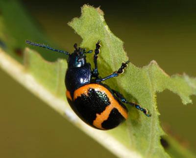 Milkweed leaf beetle larva