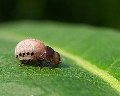 Milkweed leaf beetle larva