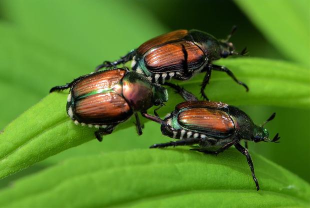 Scarabaeidae (famille).