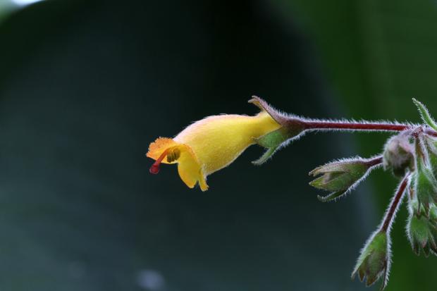 Hybride artificiel entre Rhytidophyllum auriculatum et R. rupincola.
