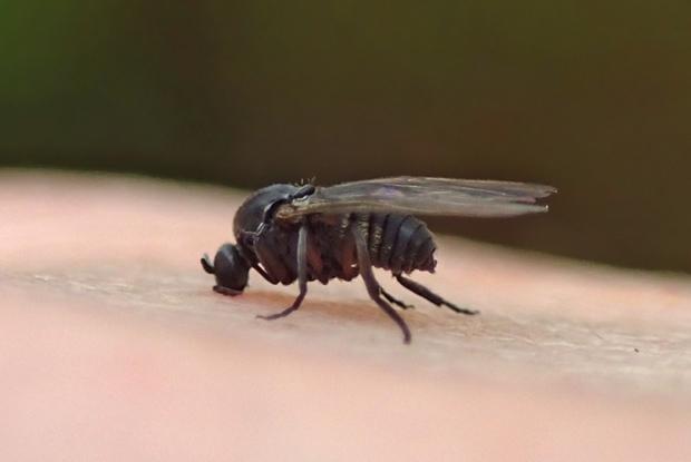 Simuliidae