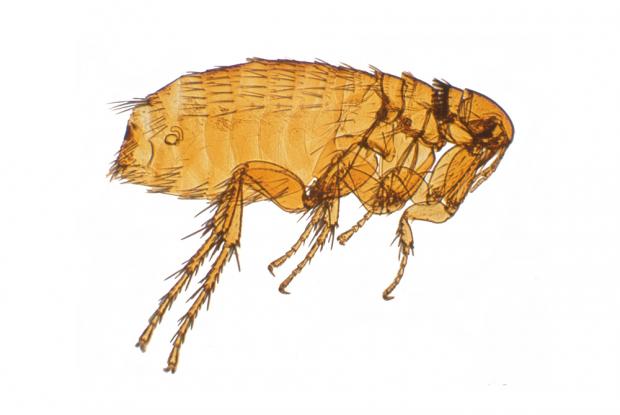 Siphonaptera