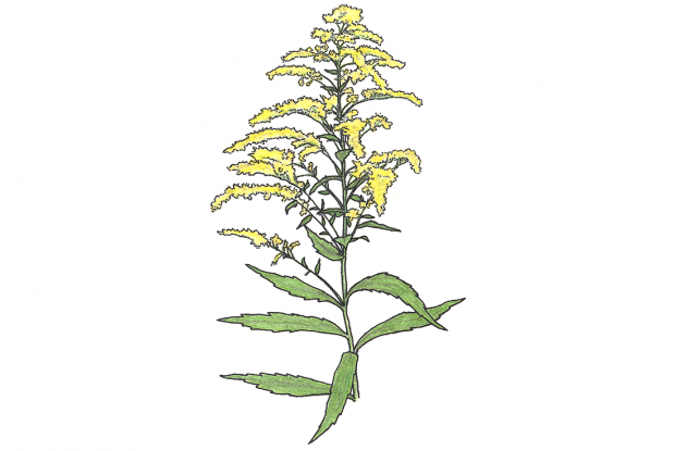 Solidago canadensis