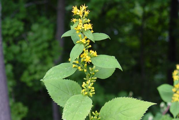Solidago flexicaulis