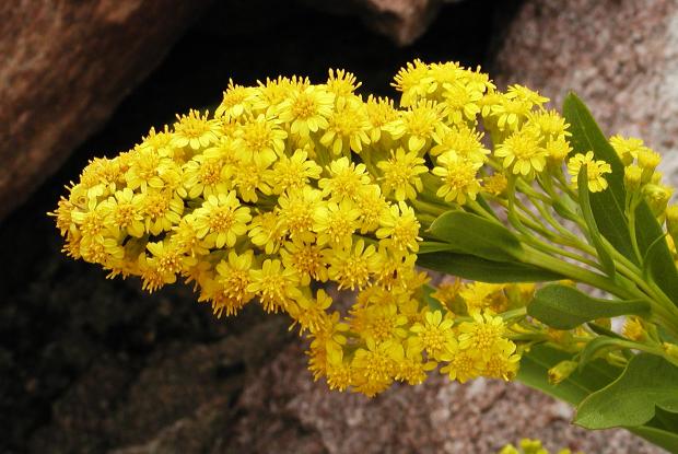 Solidago sempervirens