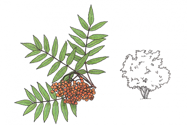 Sorbus americana