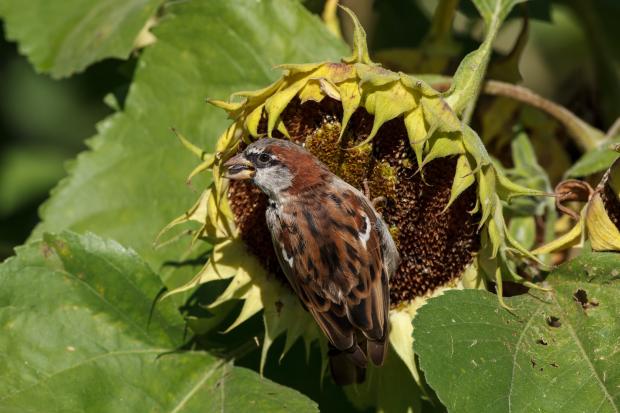A sparrow on a sunflower