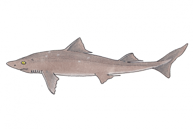 Squallus acanthias