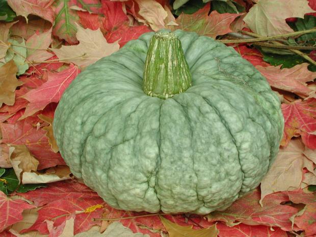 ‘Marina di Chioggia’ squash