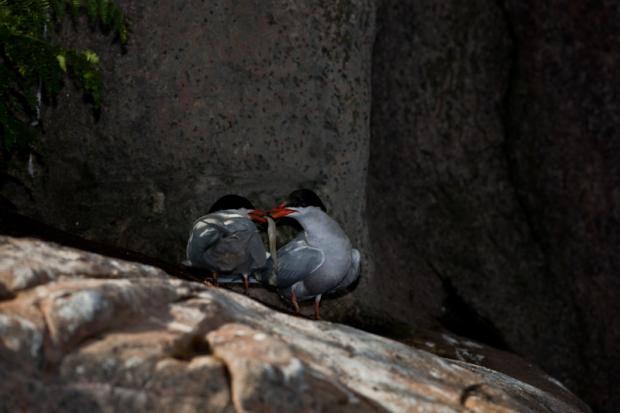 Sterne pierregarin (Sterna hirundo).