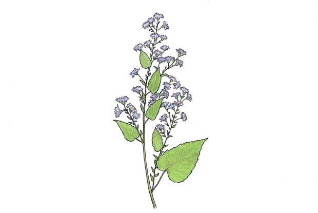 Symphyotrichum cordifolium ( syn. Aster cordifolius)