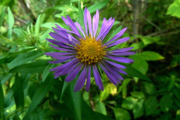 Symphyotrichum novae-angliae