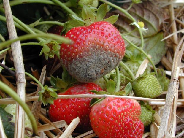 Moisissure grise sur fraises