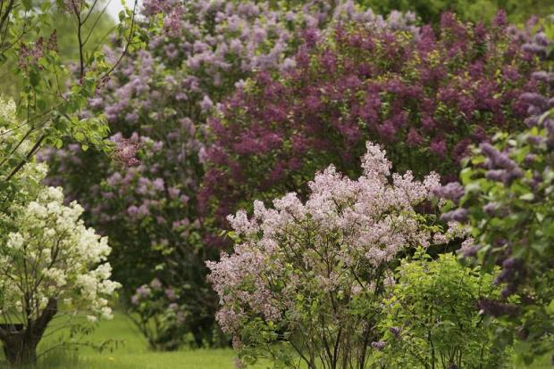 Collection of lilacs