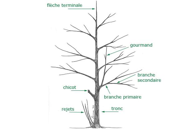 Couper des arbres, pourquoi et comment ? L'ONF fait le point