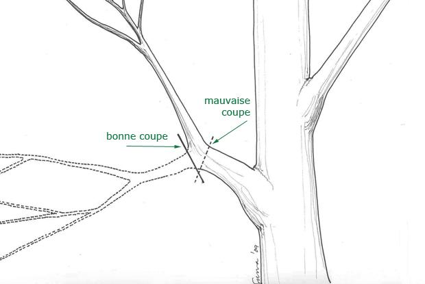 Coupe avec appel de sève