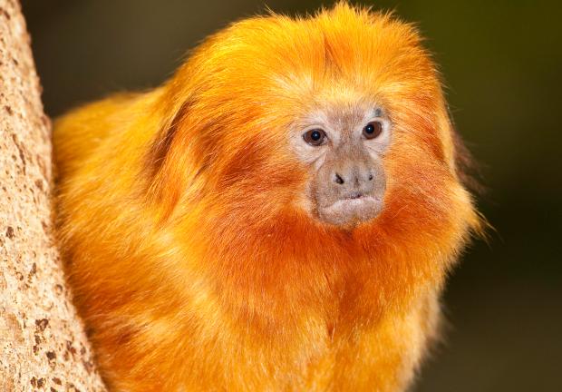 Tamarin-lion doré (Leontopithecus rosalia)