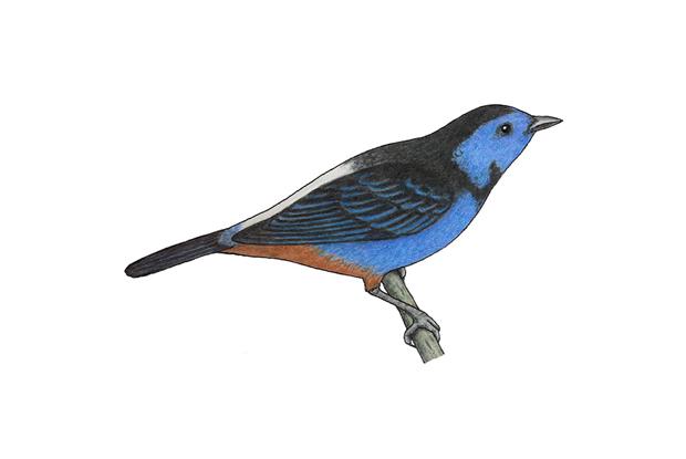 Tangara velia (male)