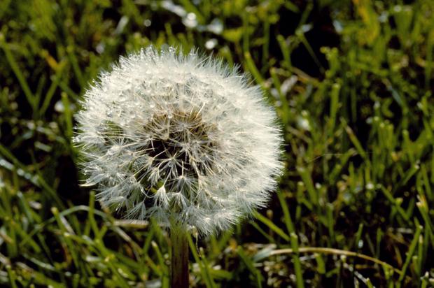 Taraxacum officinale