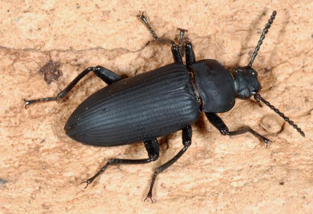 Coleoptera, Tenebrionidae.