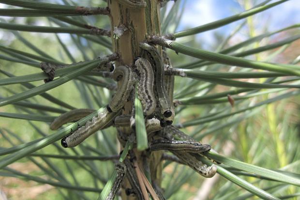 Sawfly, Québec, Canada.