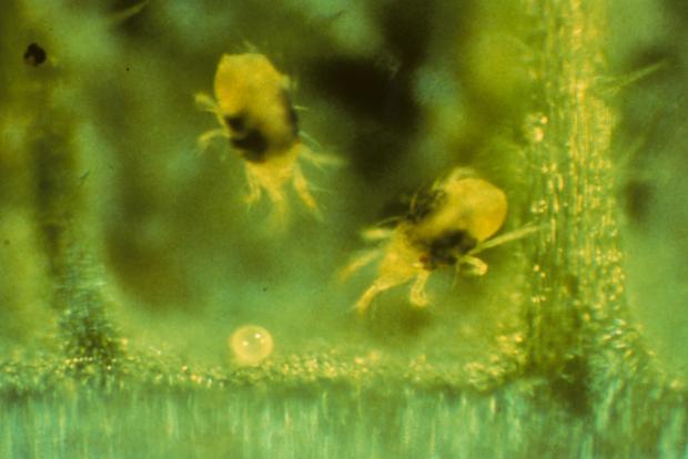 Tetranychus urticae