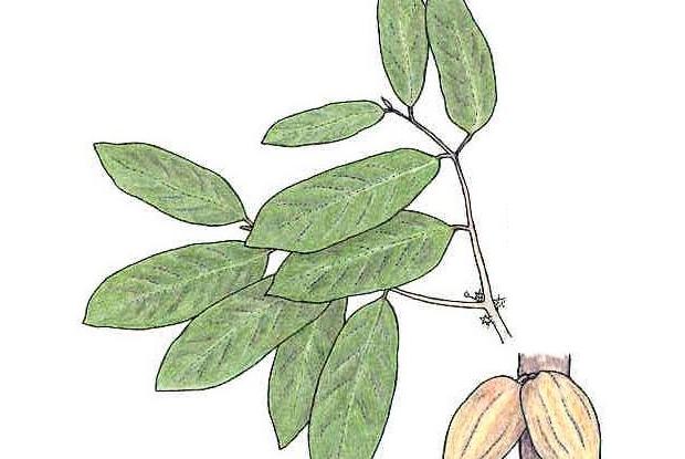 Theobroma cacao (Linnaeus)