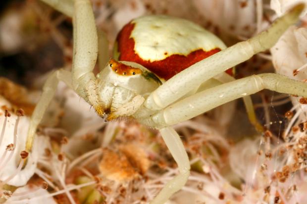 Thomisidae, Québec, Canada.